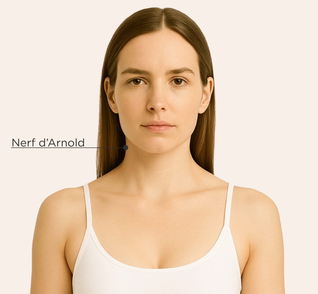 Image représentant les zones traitables chez la femme pour le traitement du nerf d’Arnold.